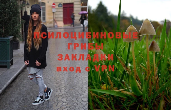 стаф Алзамай